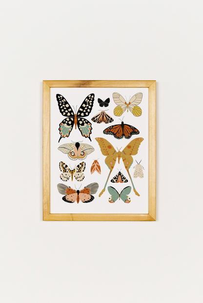 Butterfly Collector Art
